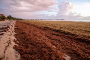 When is the Best Time to Miss the Sargassum in Mexico?